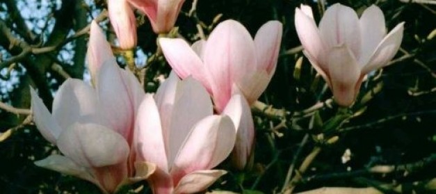 Kto zgarnie nagrodę za zdjęcie najpiękniejszej magnolii? l fot. www.luksusowedzialki.pl